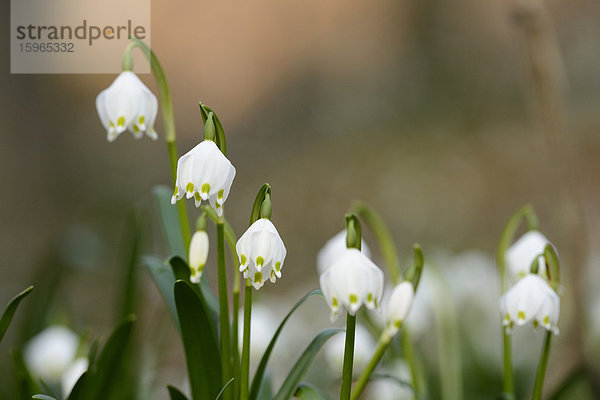 Größes Schneeglöckchen  Leucojum vernum  im Wald  Oberpfalz  Bayern  Deutschland  Europa