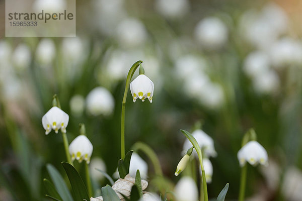 Größes Schneeglöckchen  Leucojum vernum  im Wald  Oberpfalz  Bayern  Deutschland  Europa