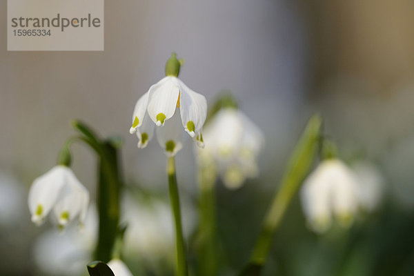 Größes Schneeglöckchen  Leucojum vernum  im Wald  Oberpfalz  Bayern  Deutschland  Europa