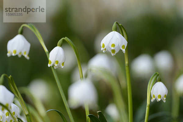 Größes Schneeglöckchen  Leucojum vernum  im Wald  Oberpfalz  Bayern  Deutschland  Europa