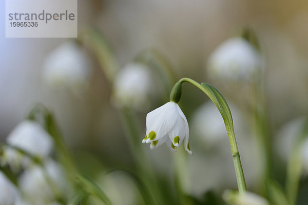 Größes Schneeglöckchen  Leucojum vernum  im Wald  Oberpfalz  Bayern  Deutschland  Europa