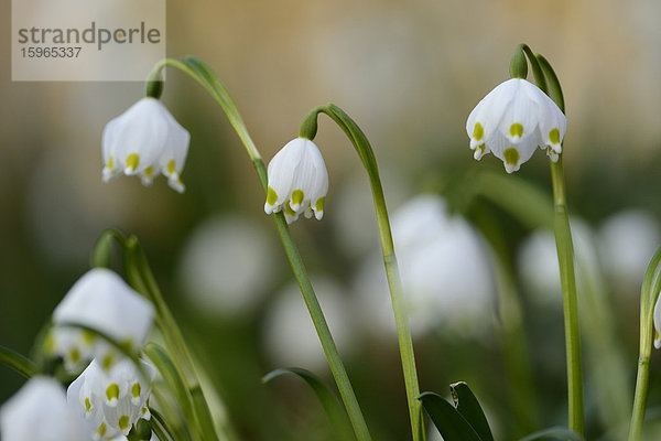 Größes Schneeglöckchen  Leucojum vernum  im Wald  Oberpfalz  Bayern  Deutschland  Europa