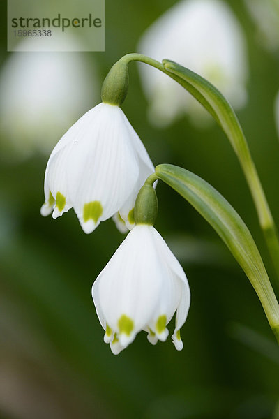 Größes Schneeglöckchen  Leucojum vernum  im Wald  Oberpfalz  Bayern  Deutschland  Europa