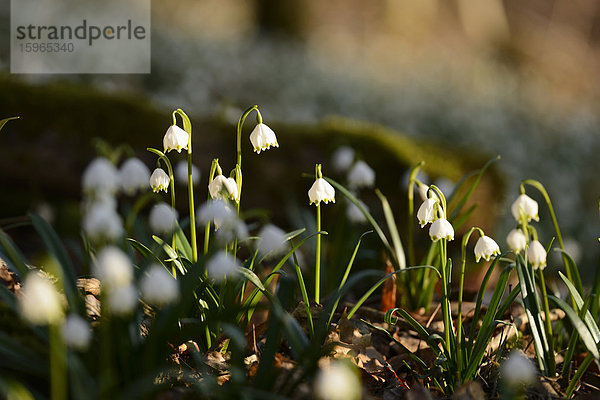 Größes Schneeglöckchen  Leucojum vernum  im Wald  Oberpfalz  Bayern  Deutschland  Europa