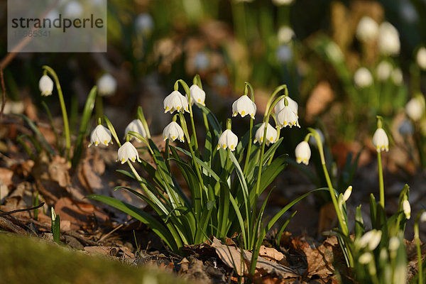 Größes Schneeglöckchen  Leucojum vernum  im Wald  Oberpfalz  Bayern  Deutschland  Europa