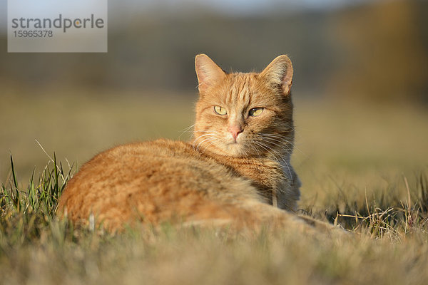 Katze auf einer Wiese  Oberpfalz  Bayern  Deutschland  Europa