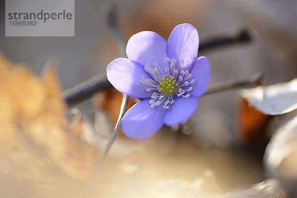 Leberblümchen  Anemone hepatica  Oberpfalz  Bayern  Deutschland  Europa