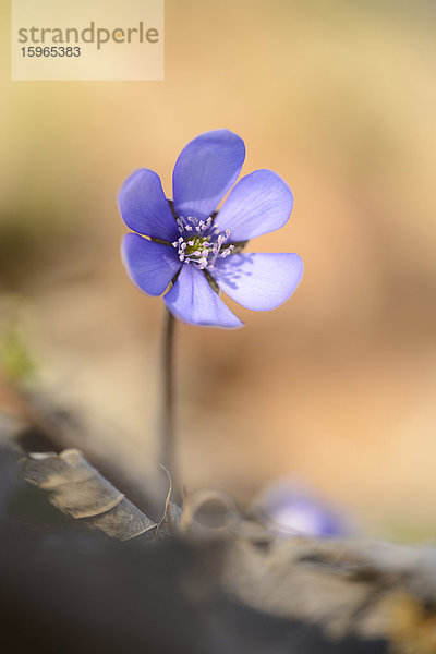 Leberblümchen  Anemone hepatica  Oberpfalz  Bayern  Deutschland  Europa