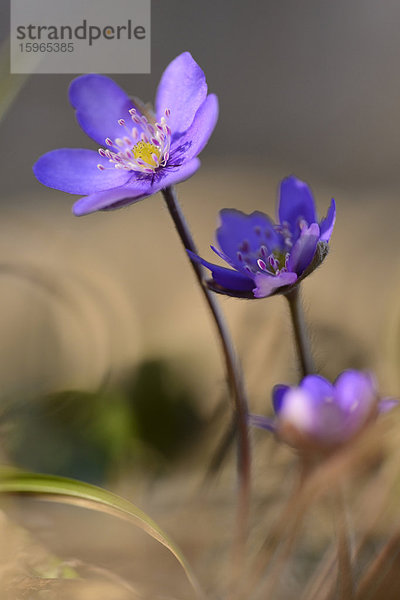 Leberblümchen  Anemone hepatica  Oberpfalz  Bayern  Deutschland  Europa