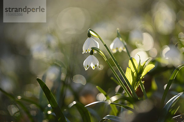 Großes Schneeglöckchen  Leucojum vernum  Oberpfalz  Bayern  Deutschland  Europa