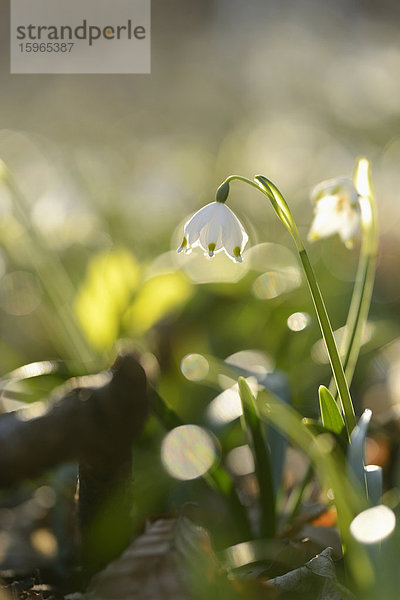 Großes Schneeglöckchen  Leucojum vernum  Oberpfalz  Bayern  Deutschland  Europa