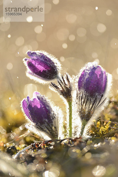 Küchenschelle  Pulsatilla vulgaris  Oberpfalz  Bayern  Deutschland  Europa