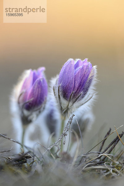 Küchenschelle  Pulsatilla vulgaris  Oberpfalz  Bayern  Deutschland  Europa