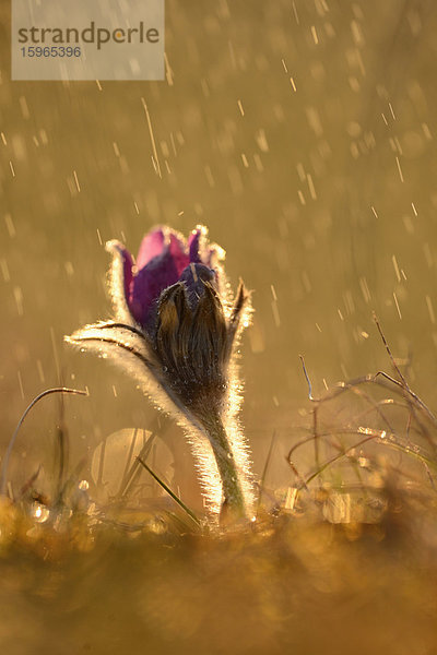 Küchenschelle  Pulsatilla vulgaris  Oberpfalz  Bayern  Deutschland  Europa