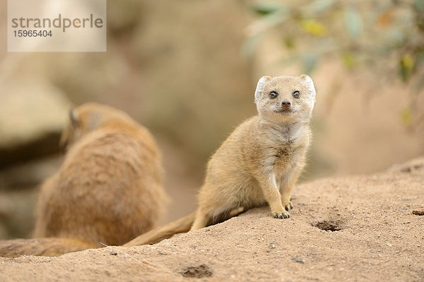 Junge Fuchsmanguste (Cynictis penicillata)