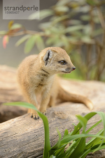 Junge Fuchsmanguste (Cynictis penicillata)