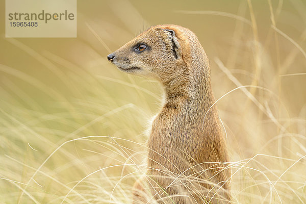 Fuchsmanguste (Cynictis penicillata) im Gras