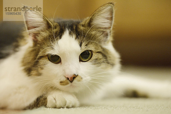 Katze liegt auf dem Fußboden