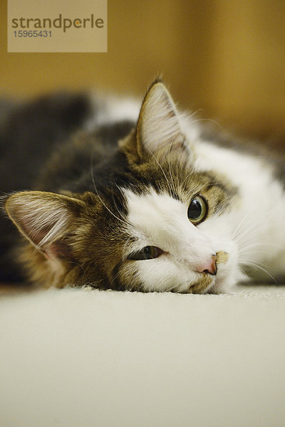 Katze liegt auf dem Fußboden