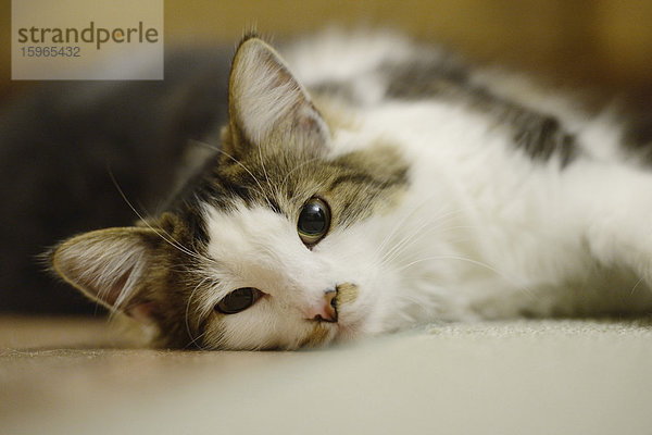 Katze liegt auf dem Fußboden