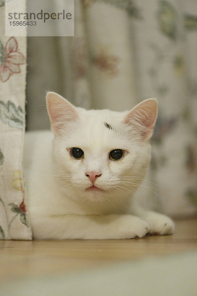 Katze liegt auf dem Fußboden