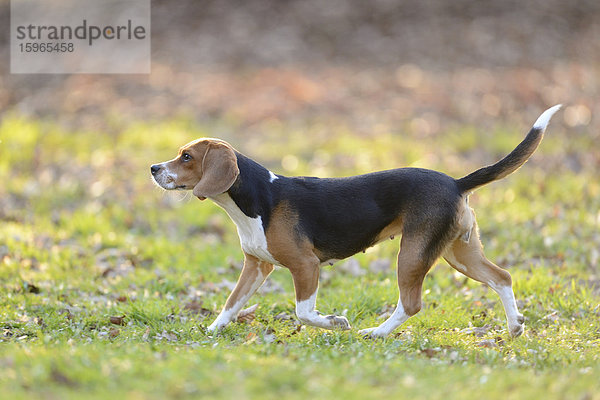 Beagle im Garten