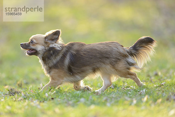 Chihuahua im Garten