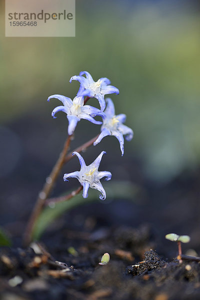 Close-up eines blühenden Zweiblättrigen Blausterns