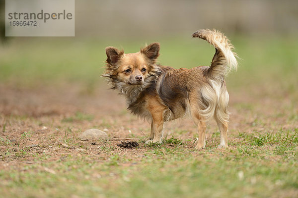 Chihuahua im Garten