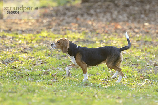 Beagle im Garten