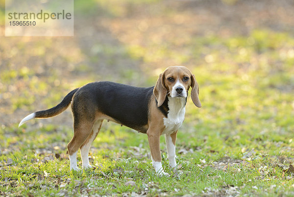 Beagle im Garten