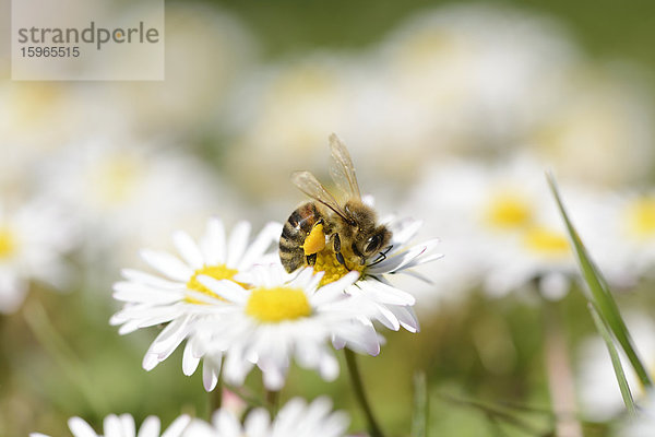 Close-up einer Honigbiene auf einem Gänseblümchen