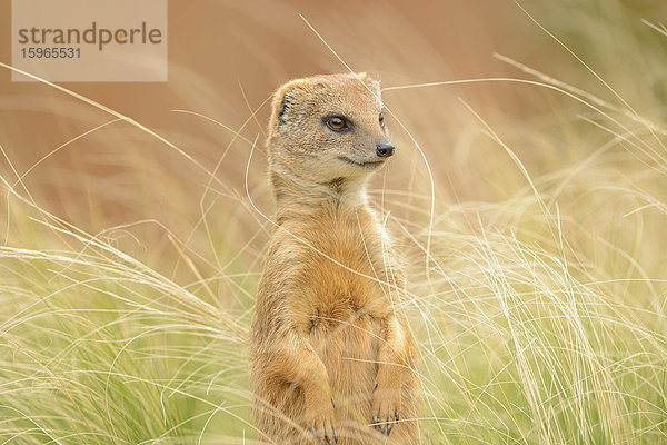 Fuchsmanguste (Cynictis penicillata) im Gras