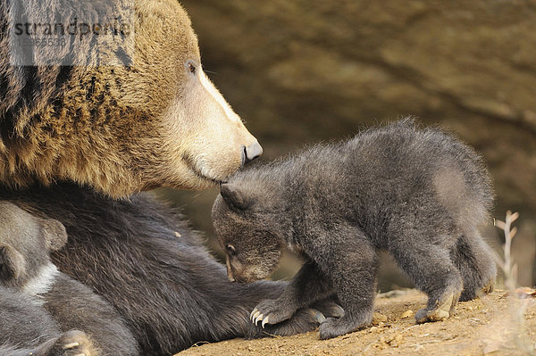 Braunbärjunge (Ursus arctos) mit Mutter im Nationalpark Bayerischer Wald  Deutschland