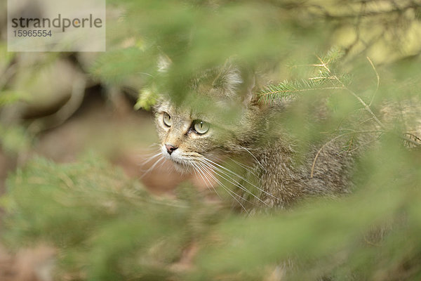 Wildkatze (Felis silvestris silvestris) im Nationalpark Bayerischer Wald  Deutschland