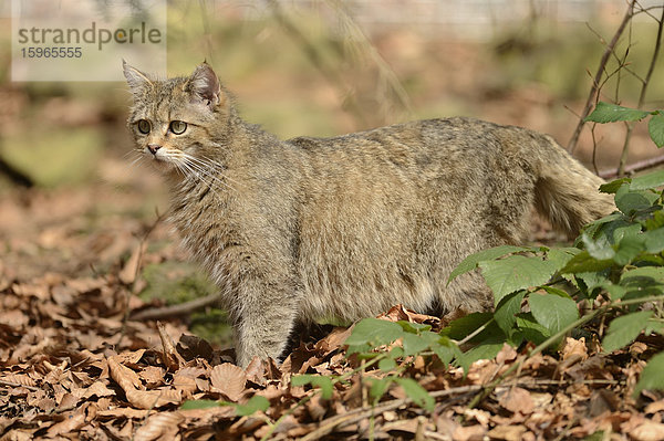 Wildkatze (Felis silvestris silvestris) im Nationalpark Bayerischer Wald  Deutschland