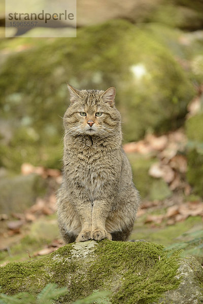 Wildkatze (Felis silvestris silvestris) im Nationalpark Bayerischer Wald  Deutschland