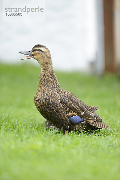 Weibliche Stockente auf einer Wiese