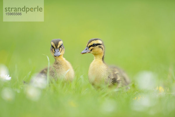 Stockenten-Küken auf einer Wiese