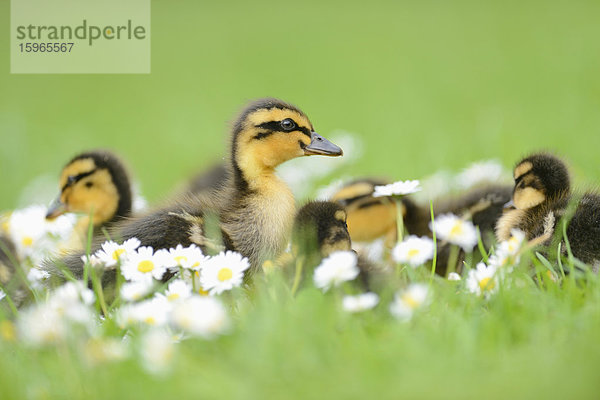 Stockenten-Küken auf einer Wiese