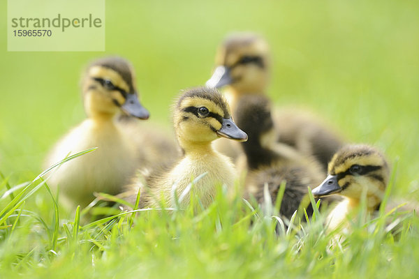 Stockenten-Küken auf einer Wiese