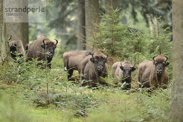 Wisentherde im Nationalpark Bayerischer Wald  Deutschland