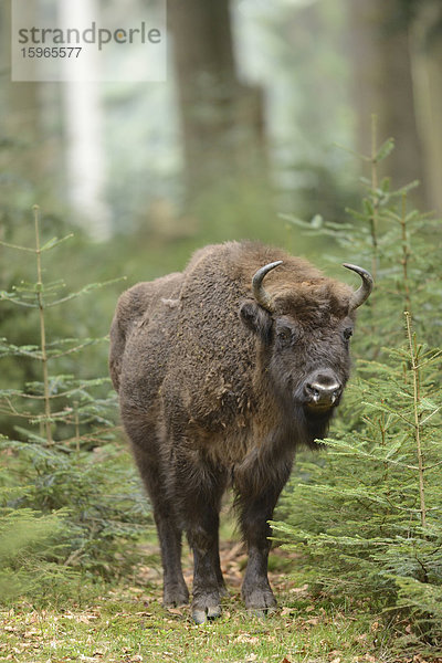 Wisent im Nationalpark Bayerischer Wald  Deutschland