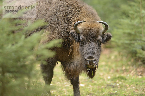 Wisent im Nationalpark Bayerischer Wald  Deutschland