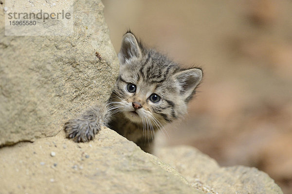 Wildkatzen-Jungtier im Nationalpark Bayerischer Wald  Deutschland