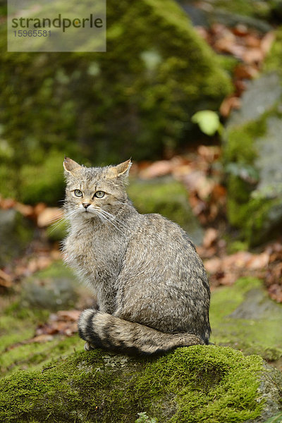 Wildkatze im Nationalpark Bayerischer Wald  Deutschland