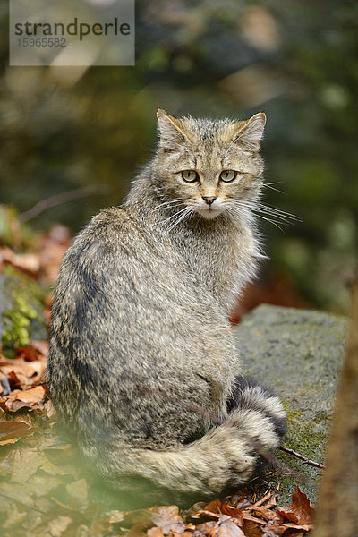 Wildkatze im Nationalpark Bayerischer Wald  Deutschland