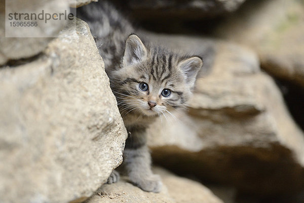 Wildkatzen-Jungtier im Nationalpark Bayerischer Wald  Deutschland