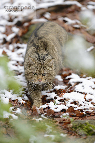 Wildkatze im Nationalpark Bayerischer Wald  Deutschland