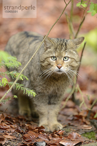 Wildkatze im Nationalpark Bayerischer Wald  Deutschland